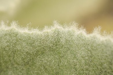 用刷子刷女初中生的脚丫子｜校园阴影：揭露隐蔽暴力，守护青春脚步-1