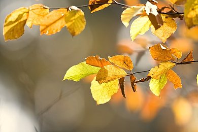 黄片软件下载大全3.03版本免费｜网络暗礁，免费陷阱背后的数据危机-2