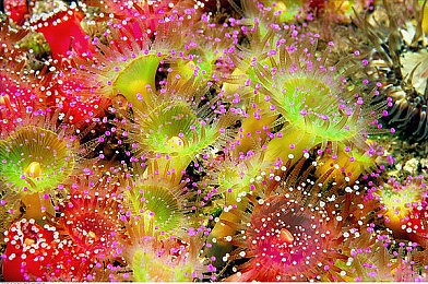 英语老师的水好多｜魔法词库大冒险，闯关解锁语言秘境-2