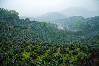 草莓视频站长在线-3