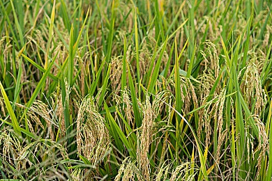麻花传MOO25苏蜜清歌｜江湖传奇：苏蜜清歌之智勇柔情探秘记-1