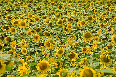 拔萝卜打牌不盖铺｜探寻民间文化瑰宝：某地游戏文化节聚焦传统游戏魅力-2