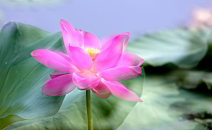 水晶直播-1