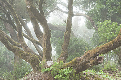 妖精｜奇幻之旅再启航：揭秘妖精游戏世界，探寻未知魔法奥秘-2