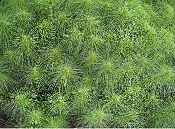 葫芦娃成人app污｜童年经典颠覆边界，葫芦娃成人应用引发伦理争议：探索数字化时代的文化挑战-2