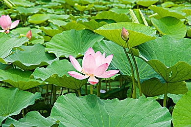 原始生活21天第一季消码版本｜生存挑战新升级，游戏《原始生活》推消码版引热议，玩家体验更丰富-4