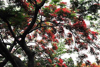 桃花岛TV亚洲品质-3