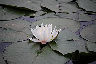 91吃瓜最新在线吃瓜入口｜热点追踪，瓜界盛宴，实时互动，畅游资讯海洋-2
