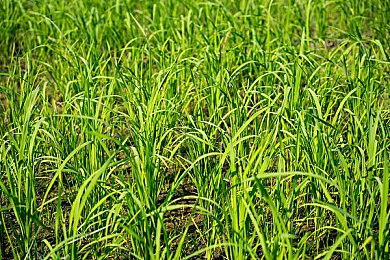 黄色oppo免费安装下载大全｜Oppo应用宝库大揭秘：免费下载大全畅享海量优质应用-4